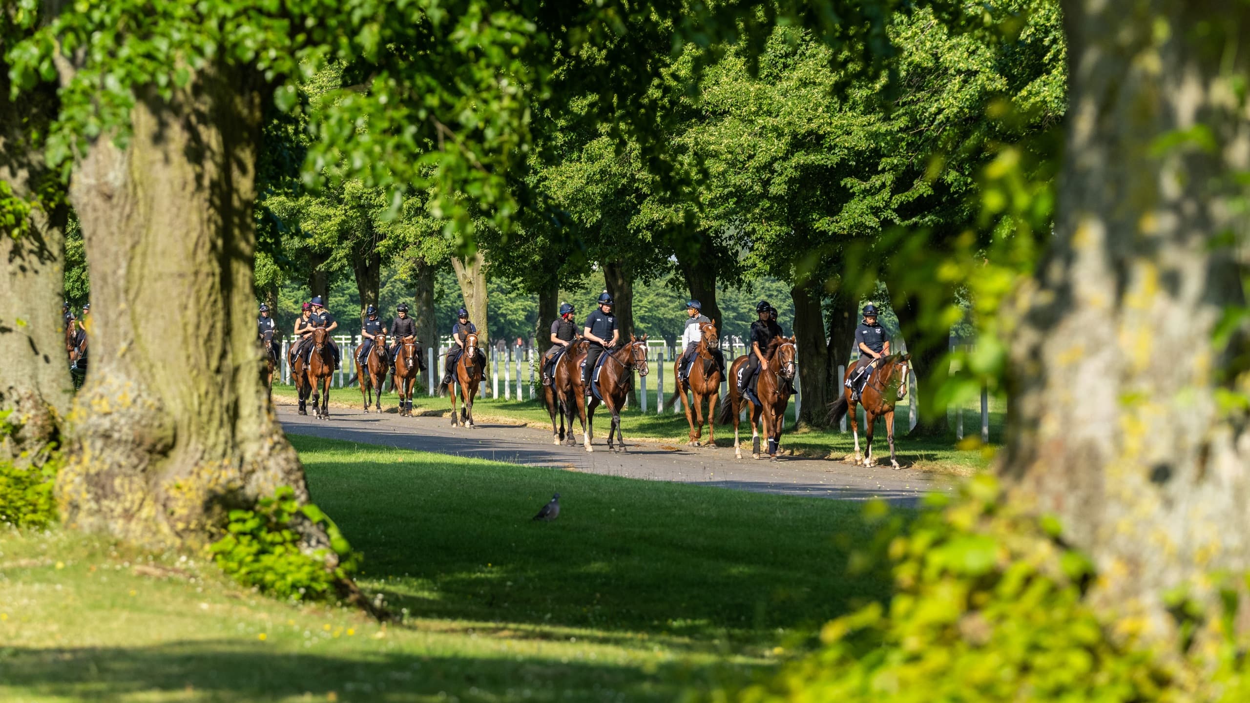 A string of horses on a tree-lined horse walk in Newmarket