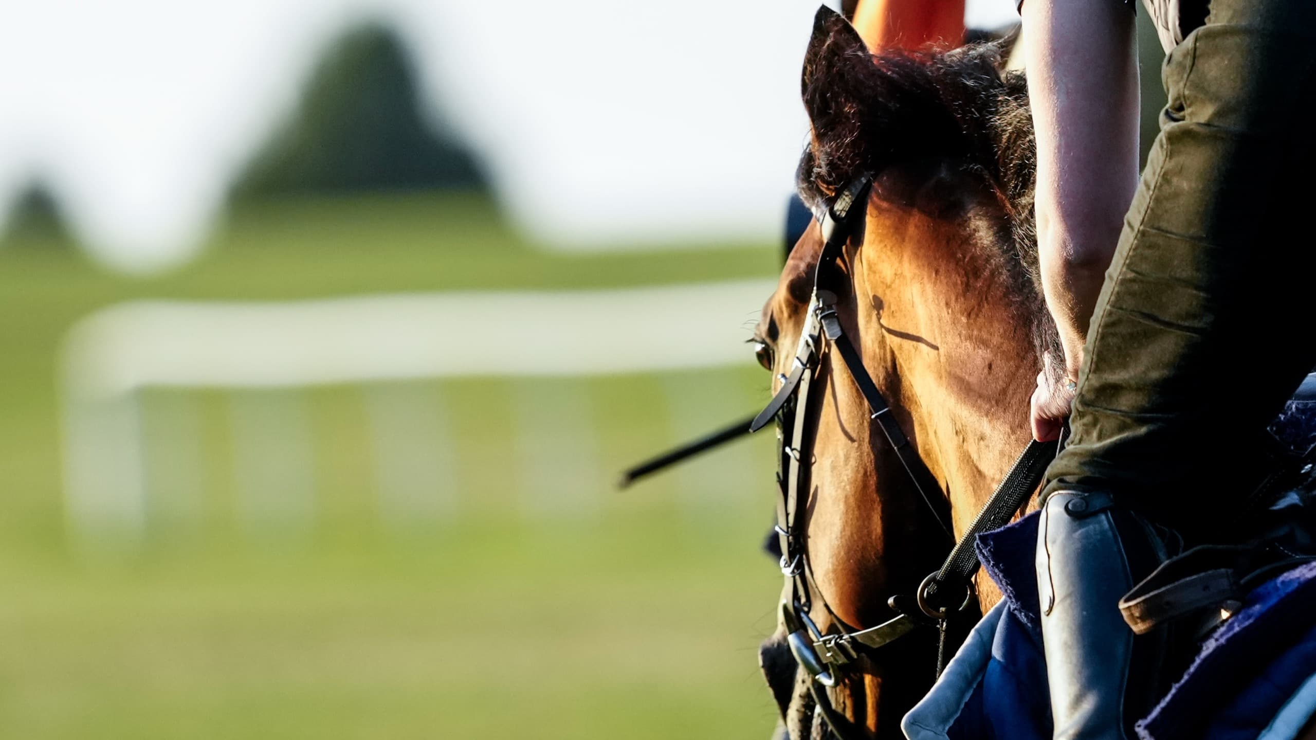 Close-up of a horse in its bridle on the gallops