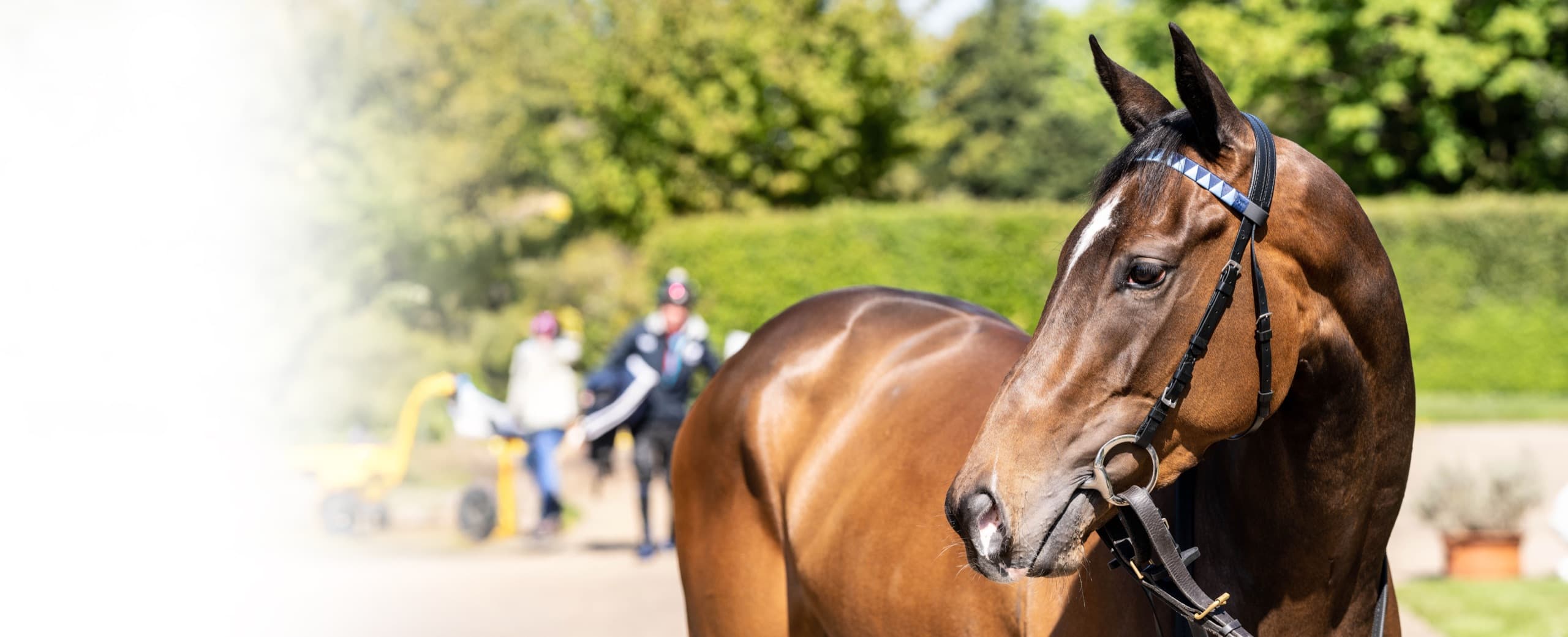 A bay horse for sale standing in the paddock