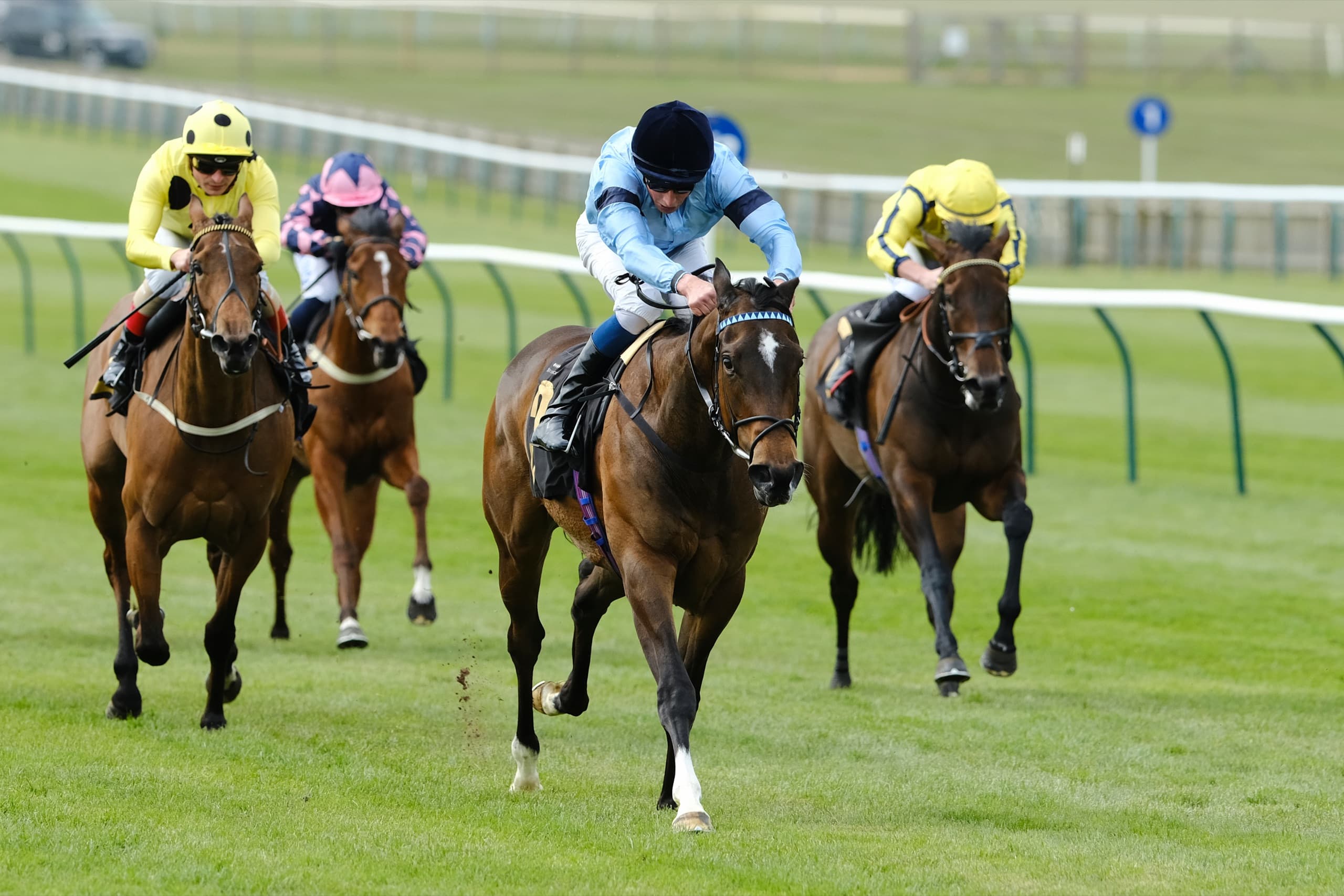 Four horses racing to the finish line