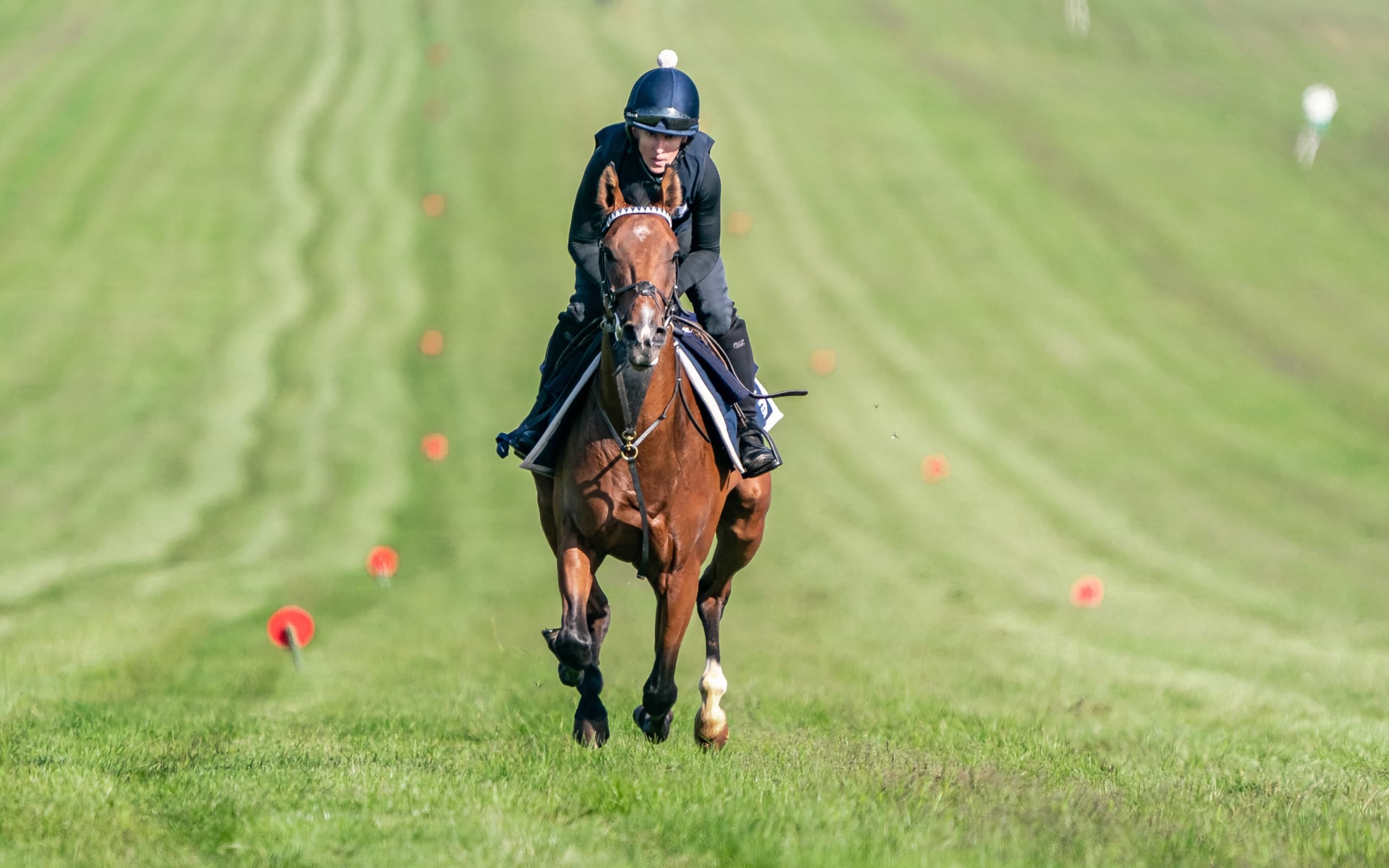 A horse cantering up the gallops