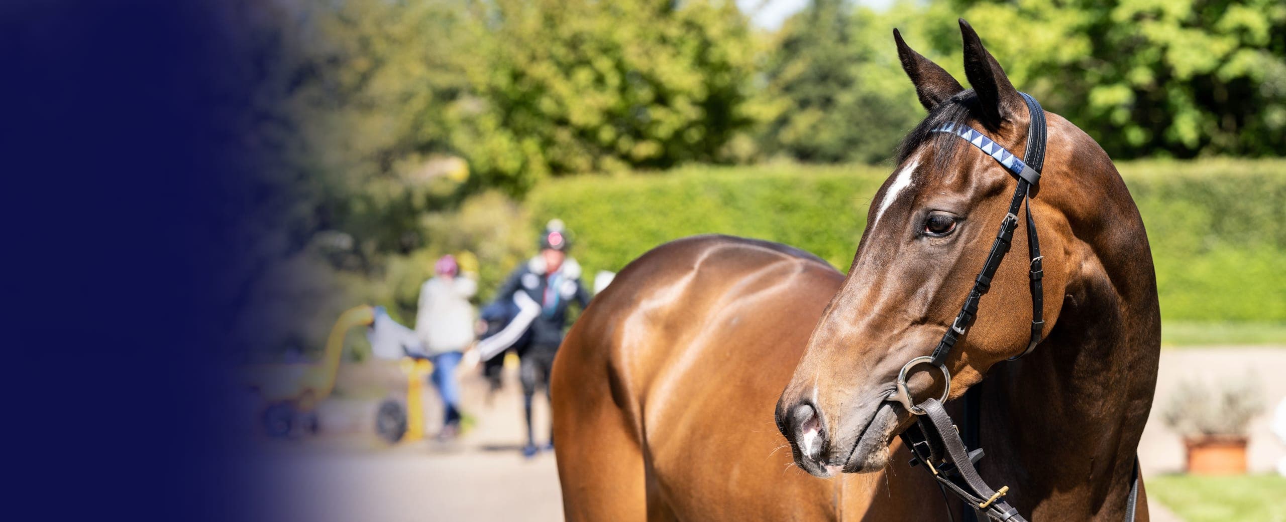 Bay filly in a bridle looking across the yard